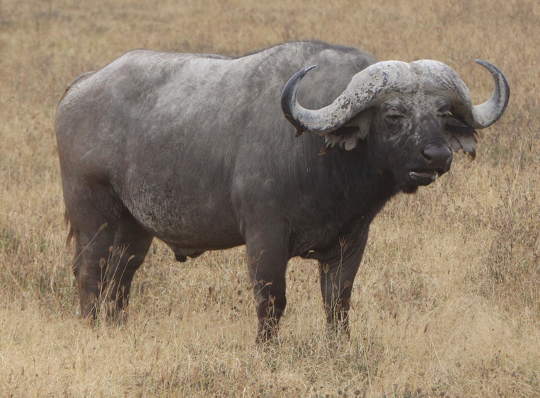 buffalo